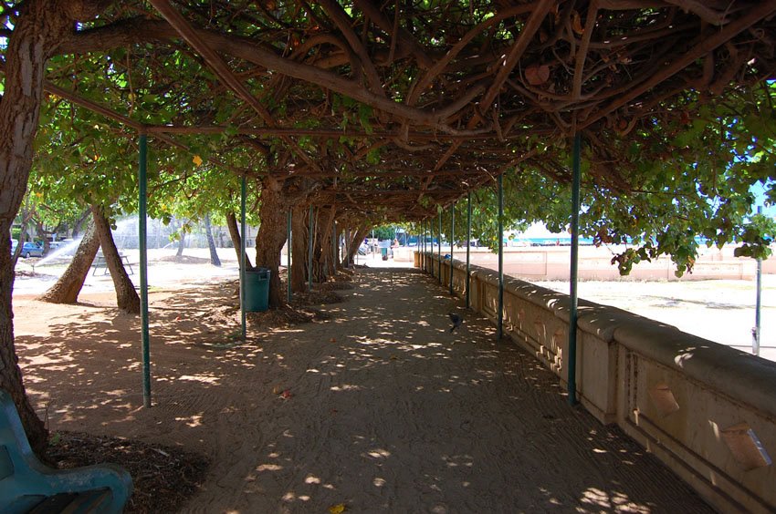 Shaded walkway to the beach