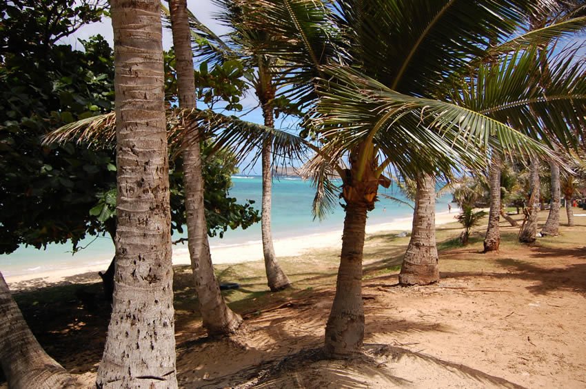 Beachfront palm trees