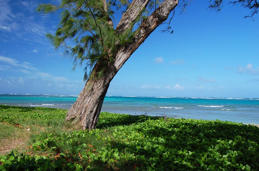 Beachfront naupaka greenery