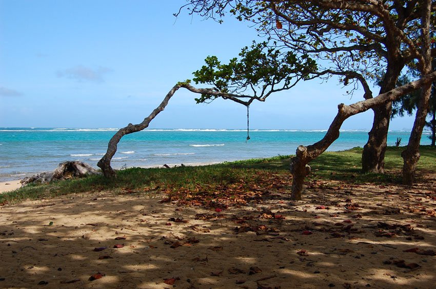 Beachfront trees