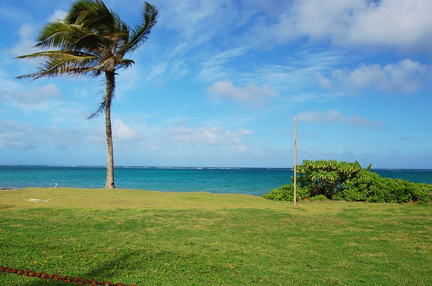 Beachfront palm tree