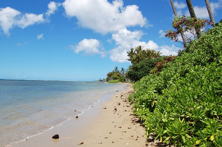 Lush shoreline vegetation