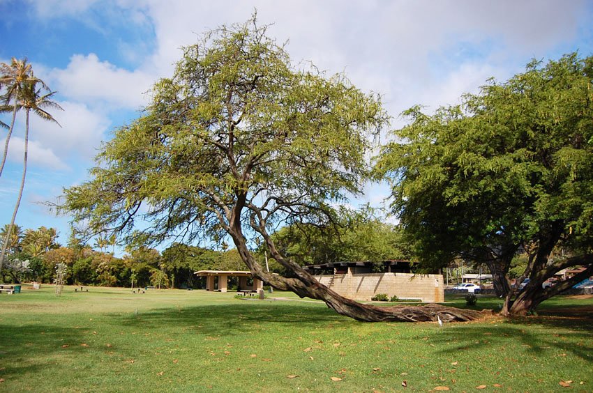 Trees provide plenty of shade