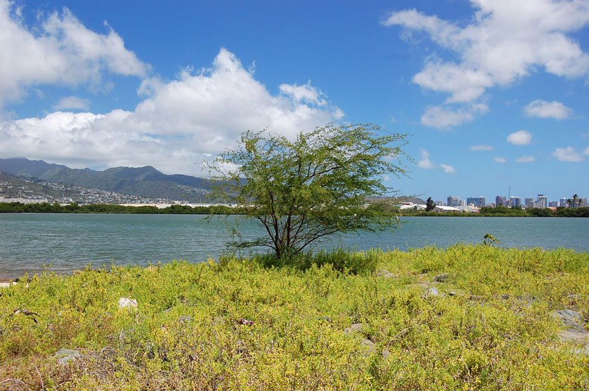 Tree overlooking the city of Honolulu