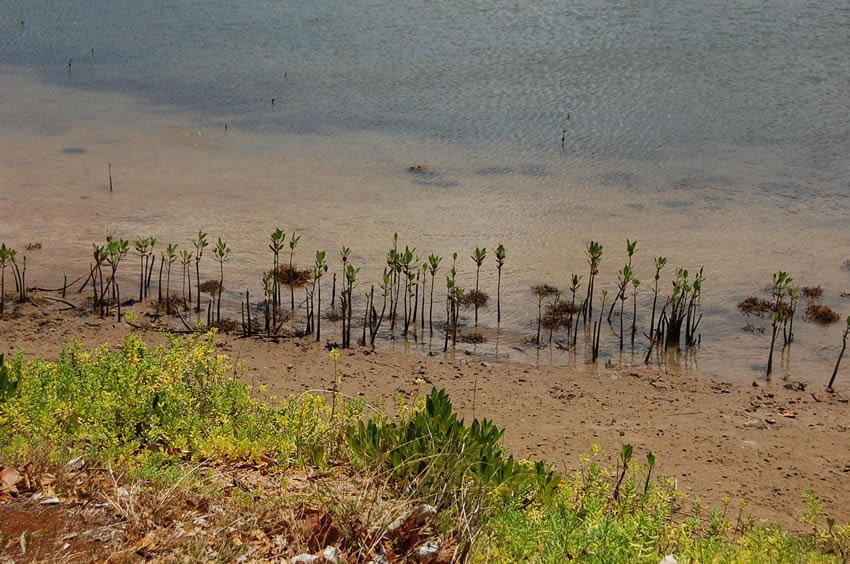 Baby mangrove trees