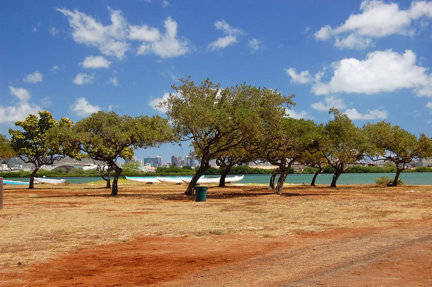 Trees fronting Ke'ehi Lagoon