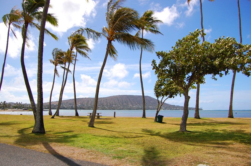 Picnic area near palm trees