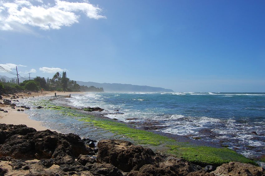 Green algae grow on rocks