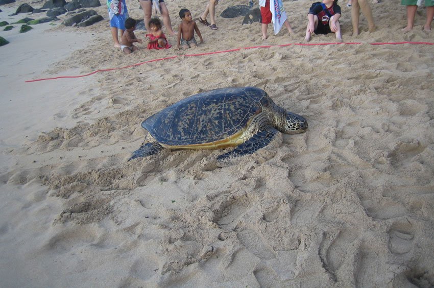 Having a nap on the beach