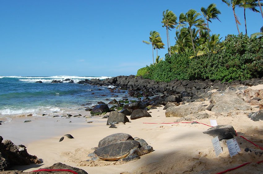 Laniakea Beach