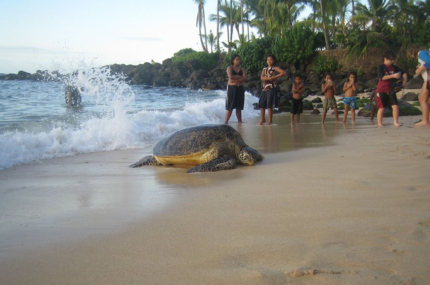 Turtle coming ashore