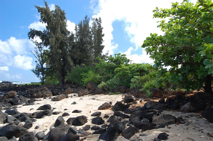 Beachfront trees