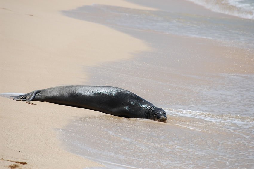 Frequent beach visitor