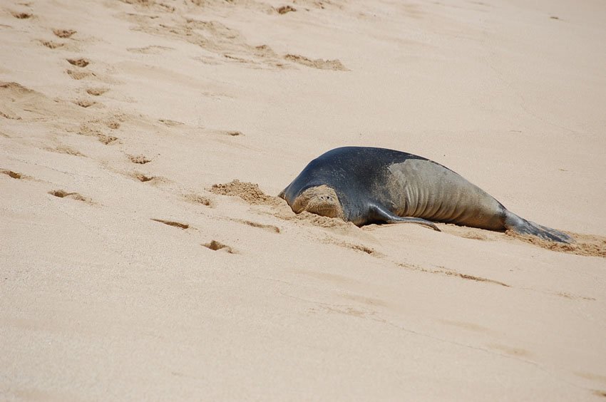 Monkie likes the sand