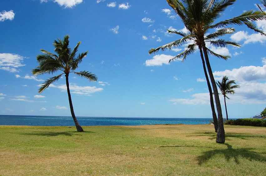 Ma'ili Beach palm trees