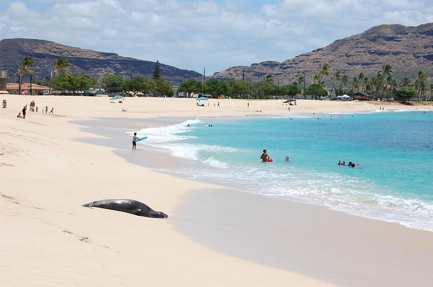 Monk seal on Ma'ili Beach