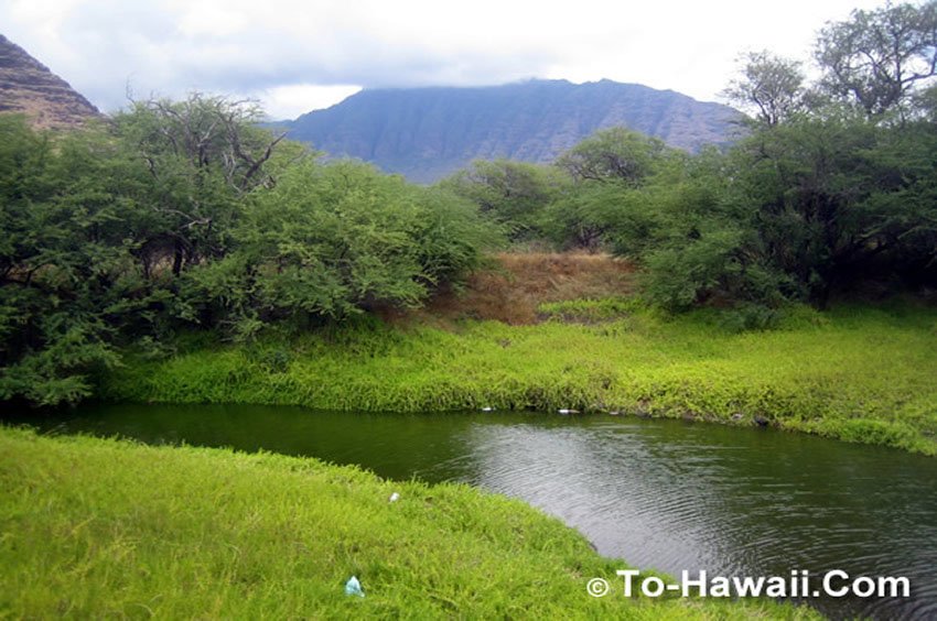 Tropical vegetation near Makaha Beach