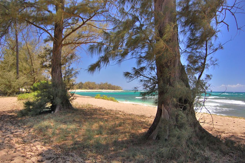 Beachfront trees