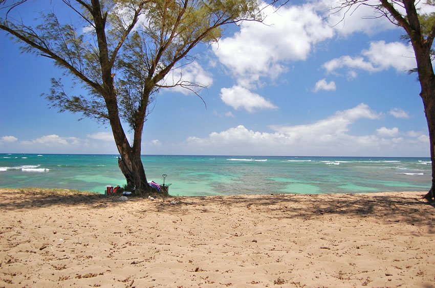 Beachfront trees at Makaleha