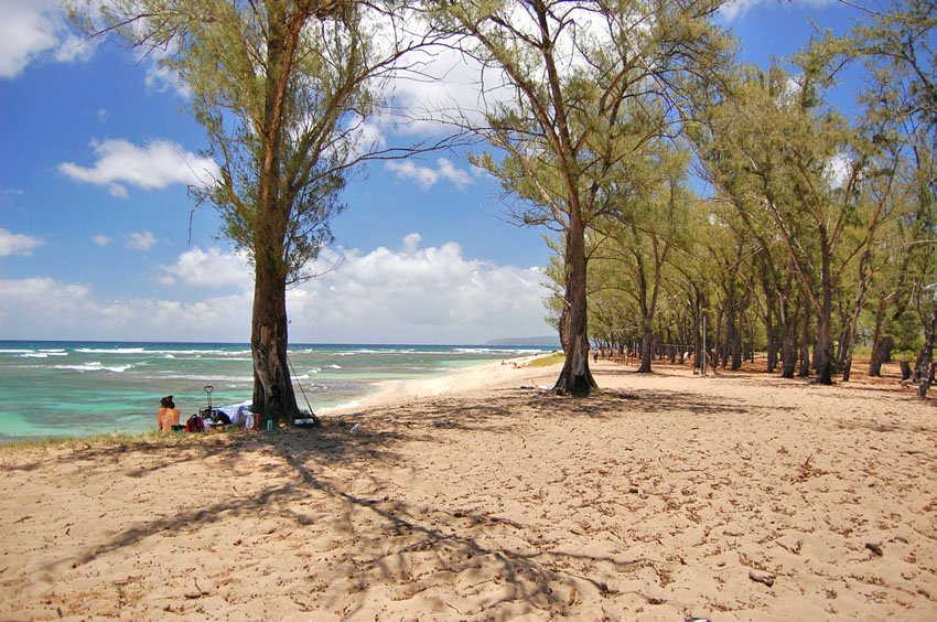 Many trees provide plenty of shade