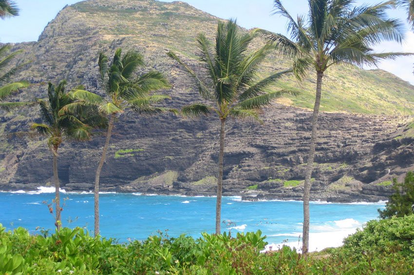 Beachfront palm trees