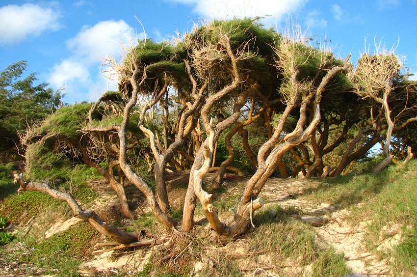 Cool beach tree