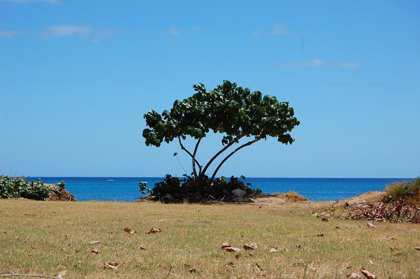 Beachfront tree