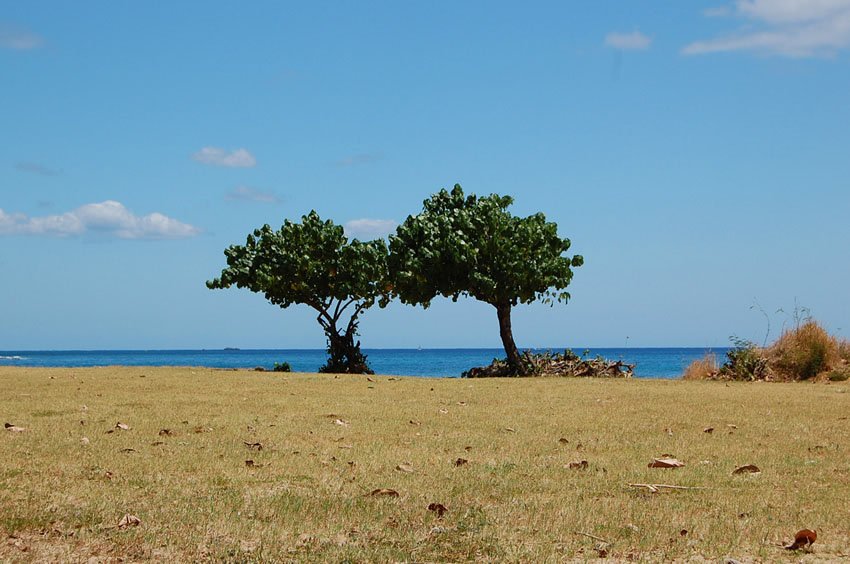 Beachfront trees