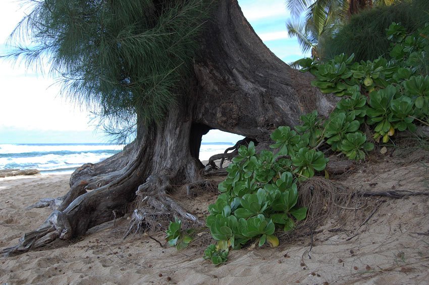 Ocean view through a tree