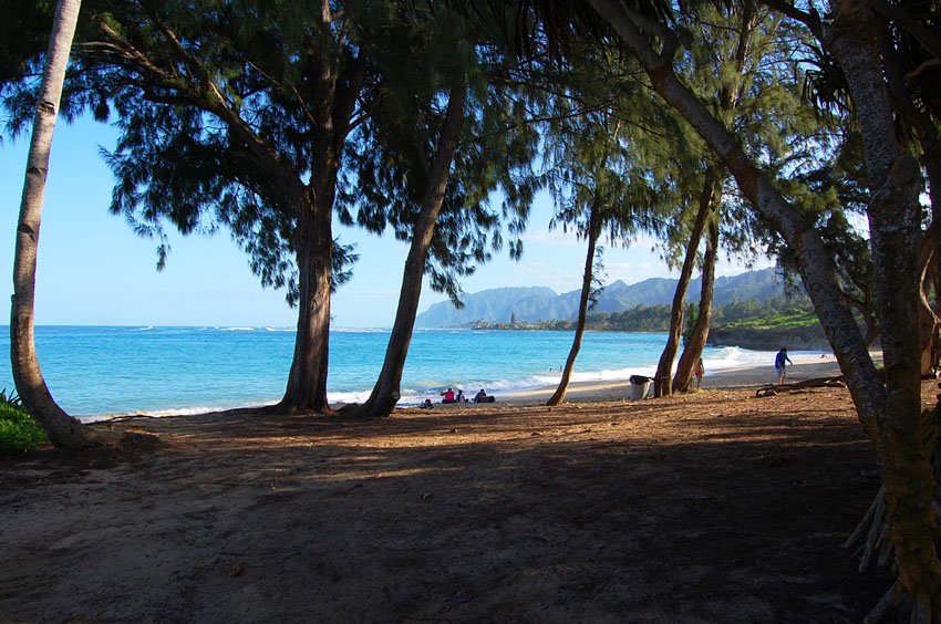 Beach trees