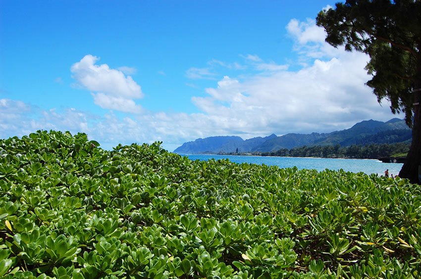 Naupaka plants