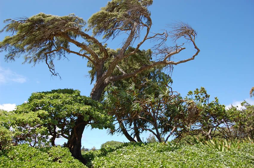 Trees along the shoreline