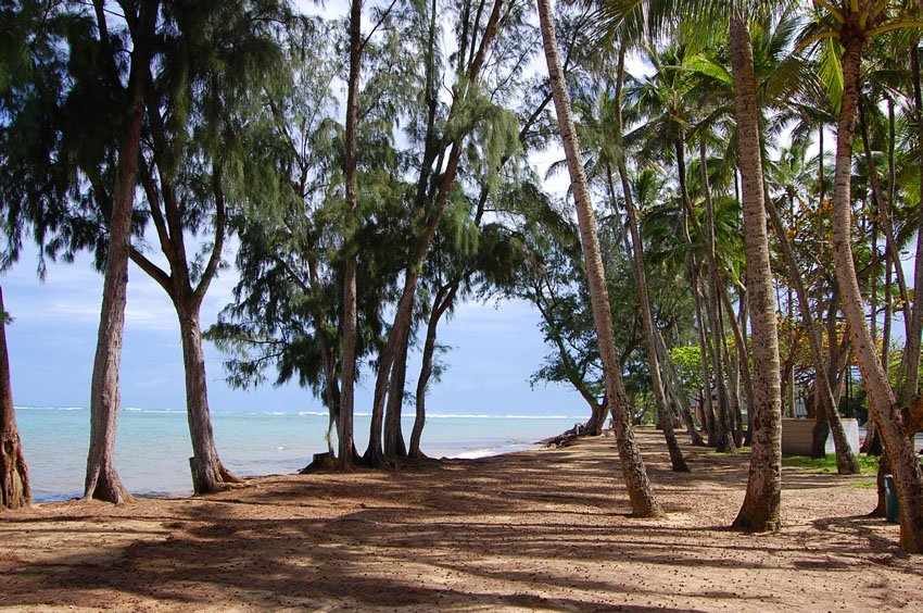 Beach in Punalu'u, Oahu