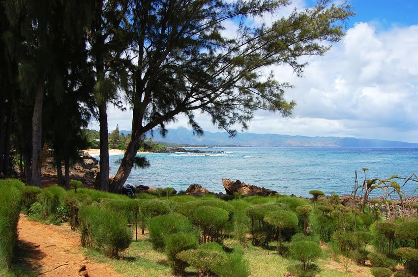 Beach vegetation