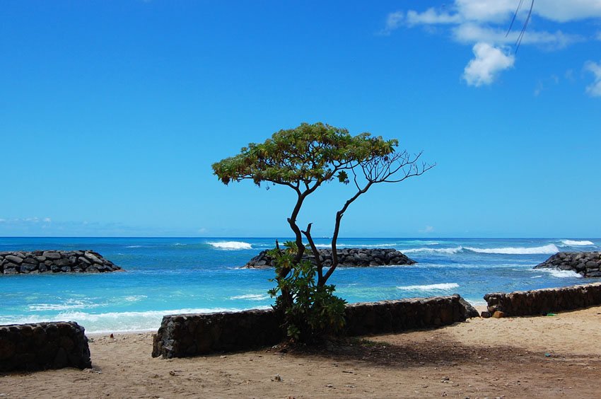 Lonely tree