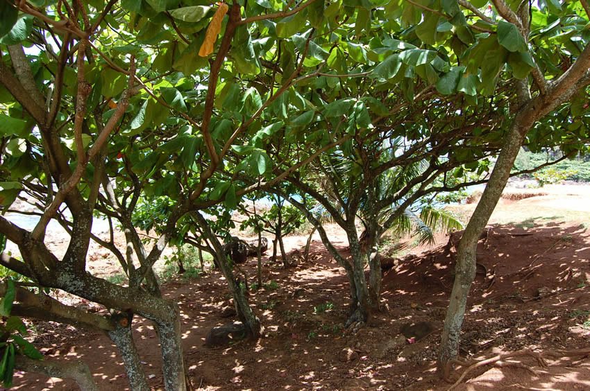 Shade under a tree