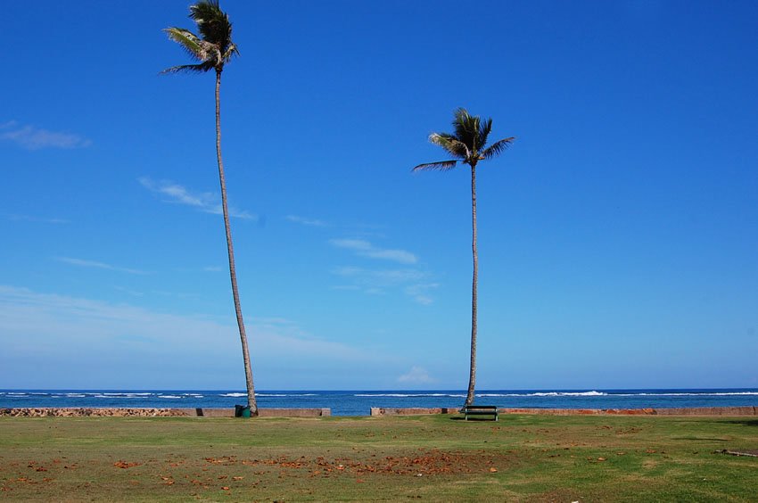 Palm trees in the park