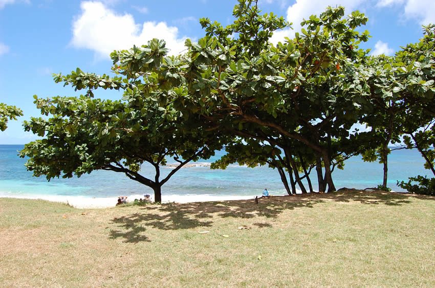 Beach trees