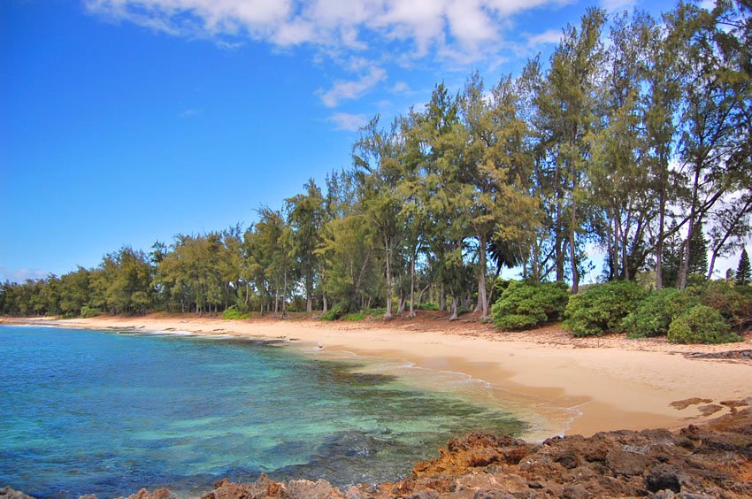 Ironwood trees along the shore