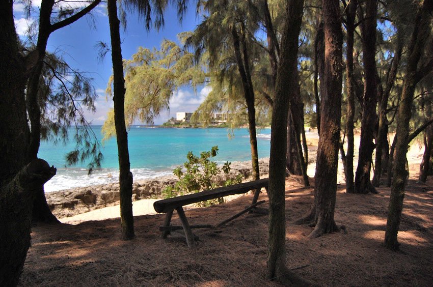 View through ironwood trees