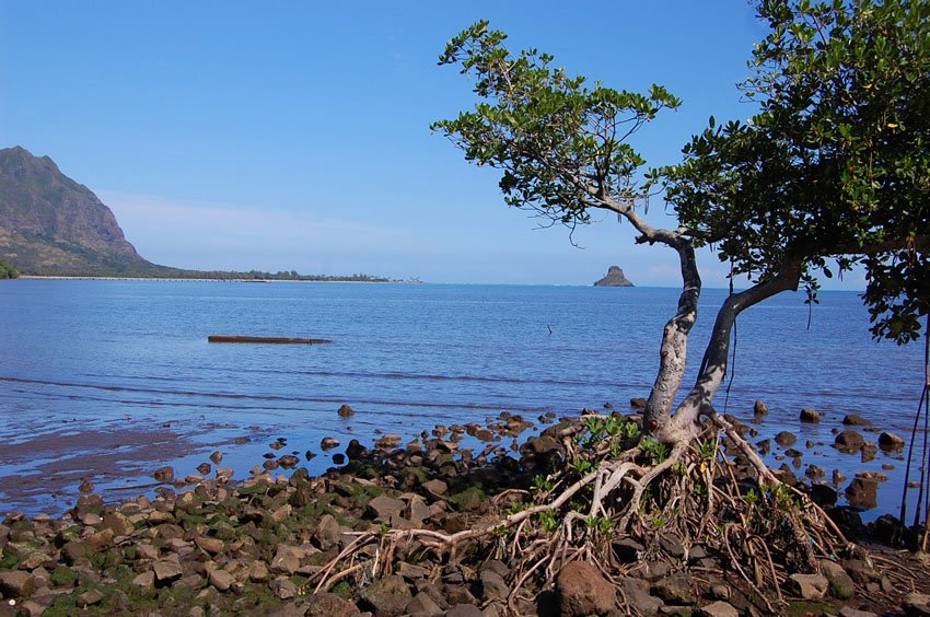 Lonely tree overlooking Chinaman's Hat