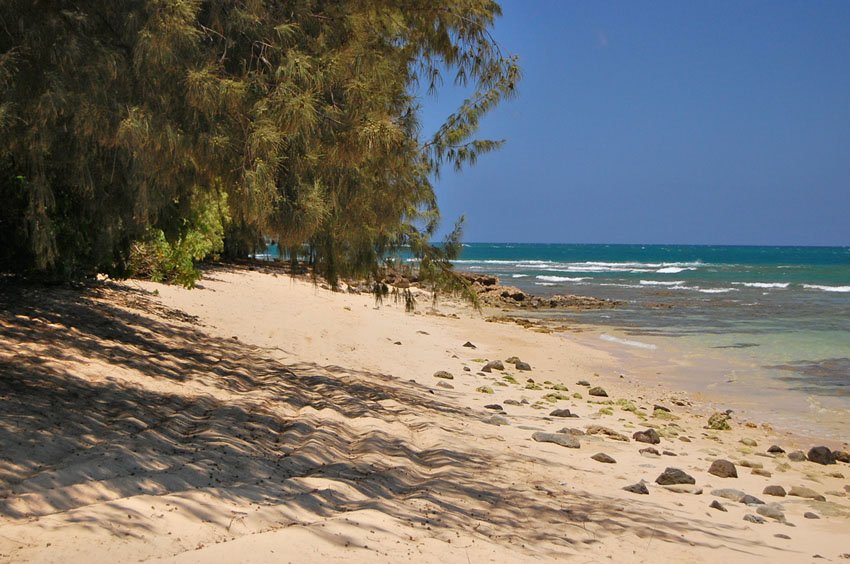 Beachfront ironwood trees