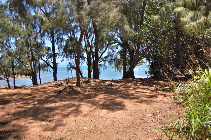 Trees provide shade on beach