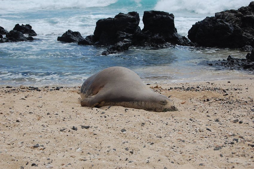 Monk seal on the beach