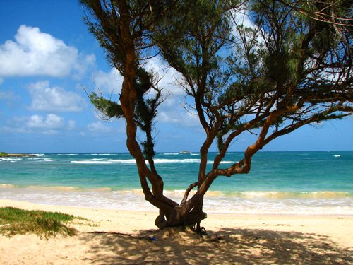 north shore oahu