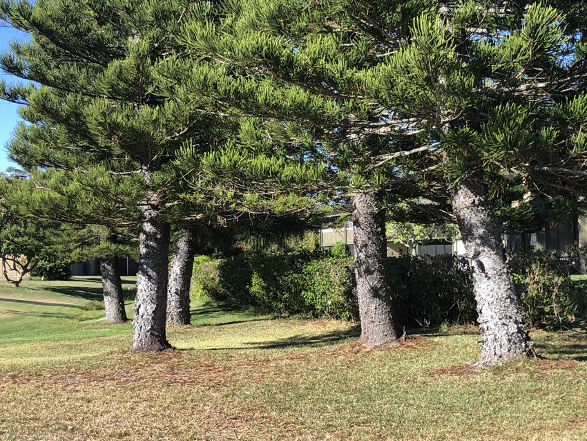 Kahuku Trees