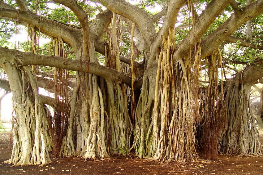 Old banyan tree in Waikiki