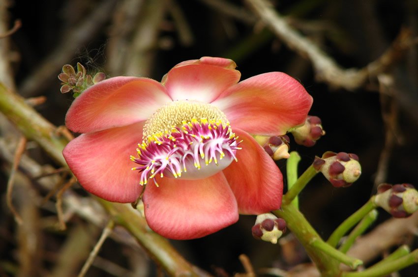 Foster Botanical Garden flora