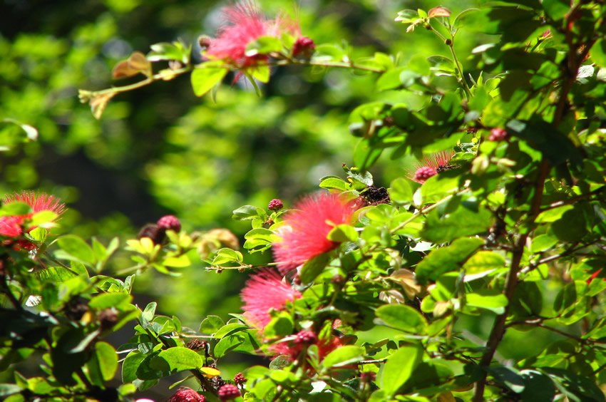 Ohia Lehua tree