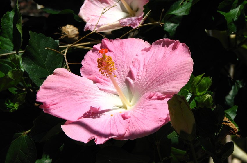 Hawaiian Hibiscus